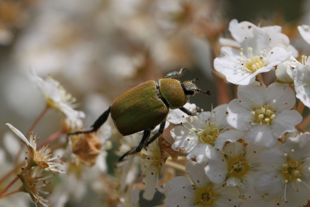 GoldstaubLaubkäfer Foto & Bild tiere, wildlife, insekten Bilder auf