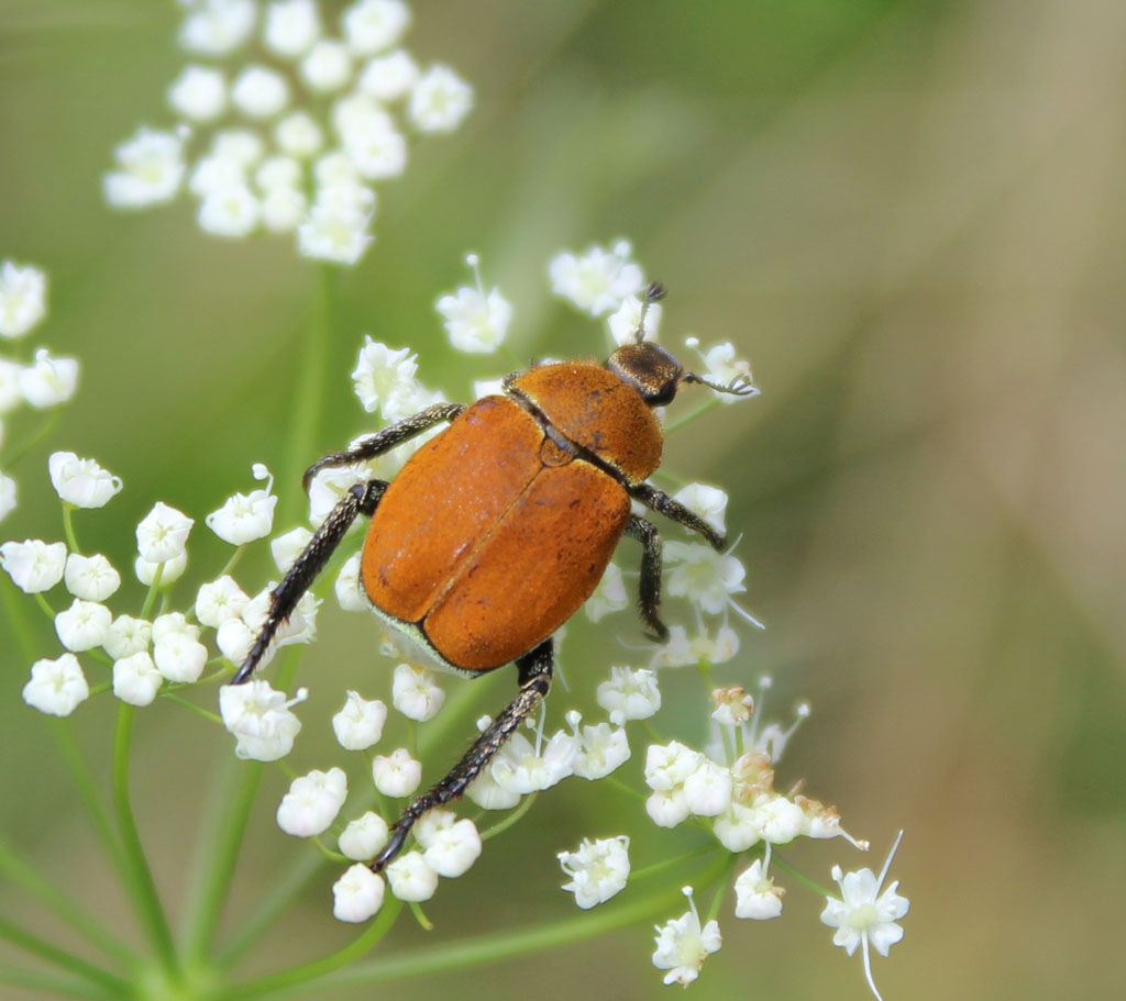 Goldstaub Laubkäfer (Hoplia argentea) Foto & Bild natur, insekten