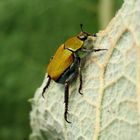 Goldstaub-Laubkäfer (Hoplia argentea)