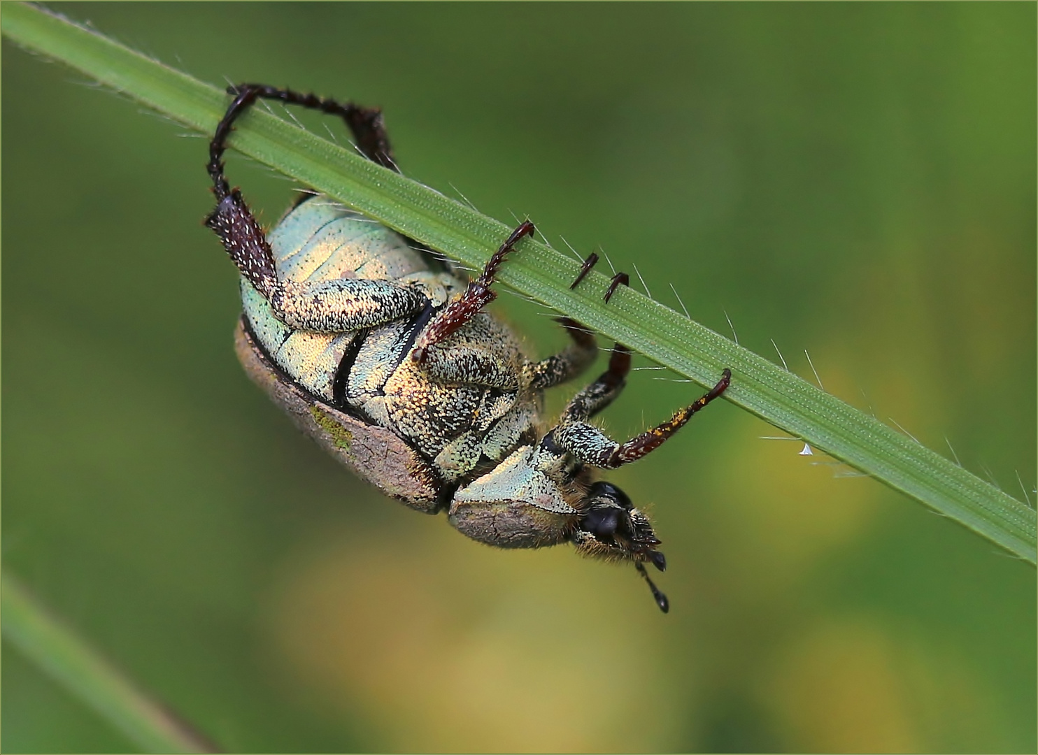 Goldstaub-Laubkäfer (Hoplia argentea).