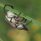 Goldstaub-Laubkäfer (Hoplia argentea).