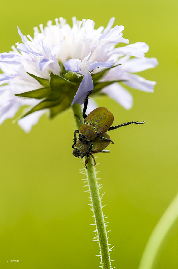 Goldstaub-Laubkäfer-Hoplia argentea-Purzelkäfer