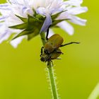 Goldstaub-Laubkäfer-Hoplia argentea-Purzelkäfer