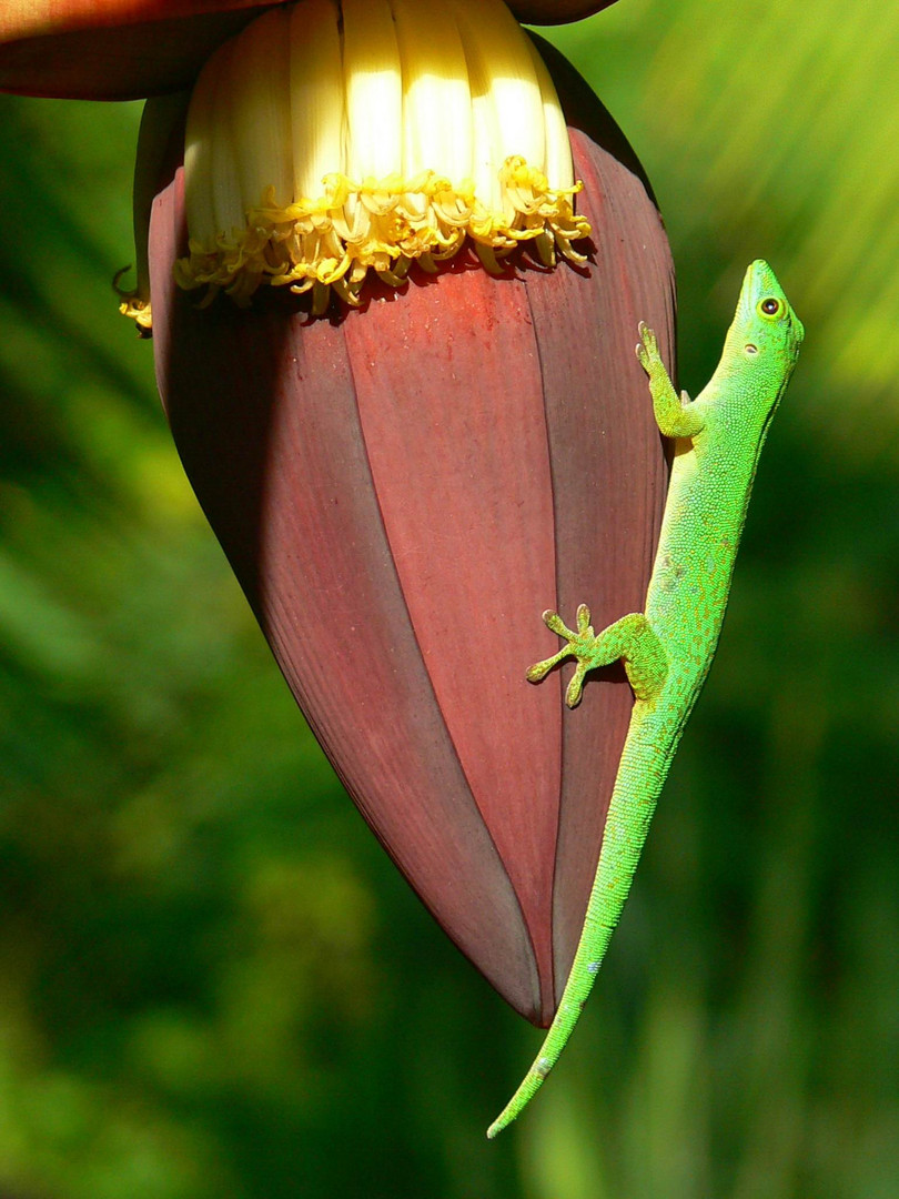 Goldstaub-Taggecko auf einer Bananenblüte