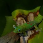 Goldstaub-Taggecko (Kauai)