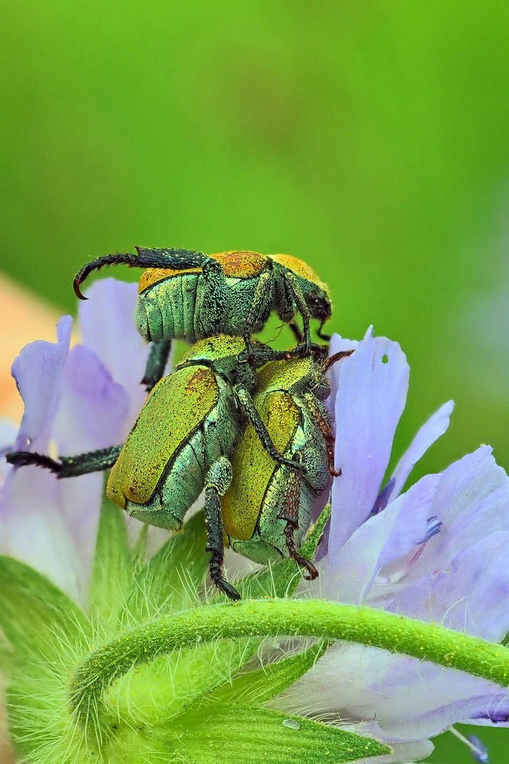 Goldstaub_Laubkäfer_Hoplia_farinosa