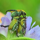 Goldstaub_Laubkäfer_Hoplia_farinosa