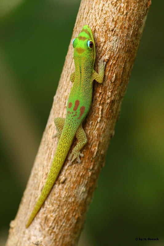 Goldstaubtaggecko