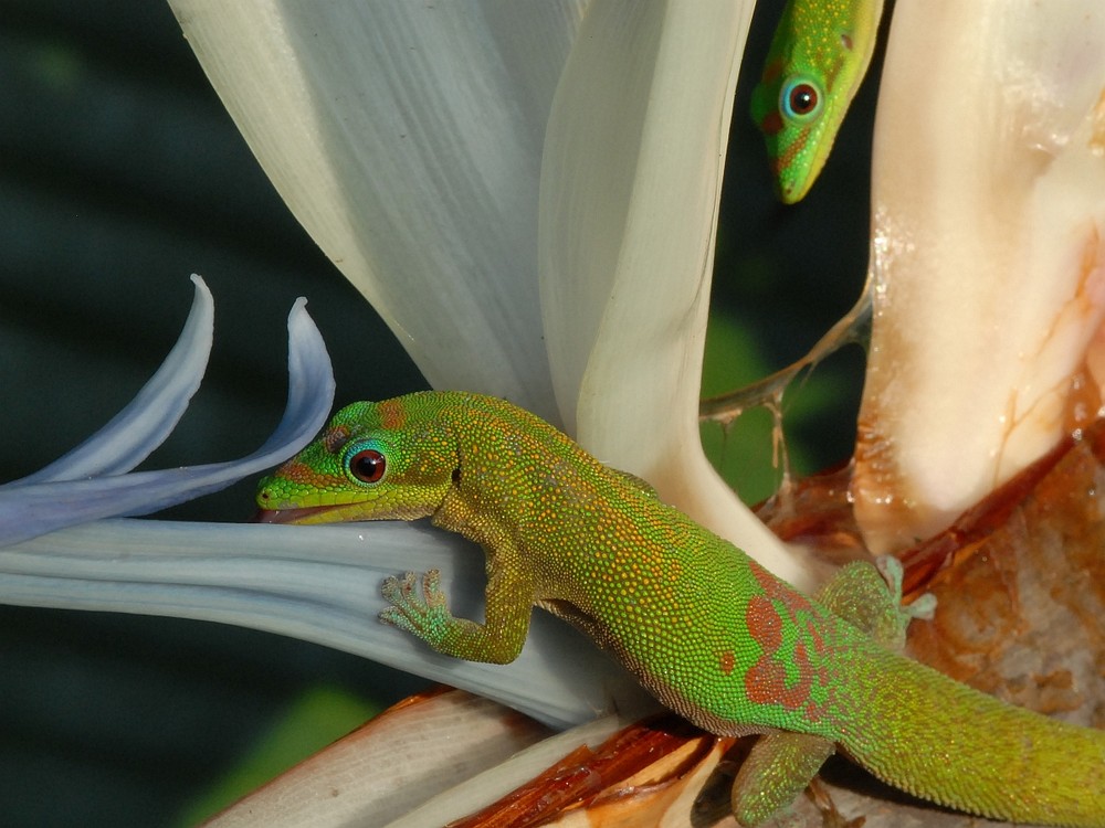 Goldstaubtaggecko und Strelizie, Hawai'i