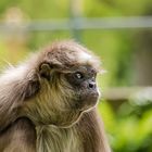 Goldstirn - Klammeraffe in der Wilhelma Stuttgart