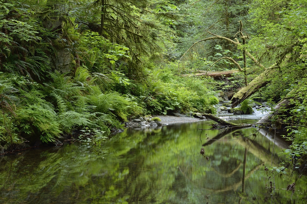 Goldstream River