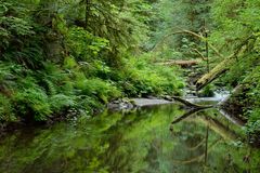 Goldstream River