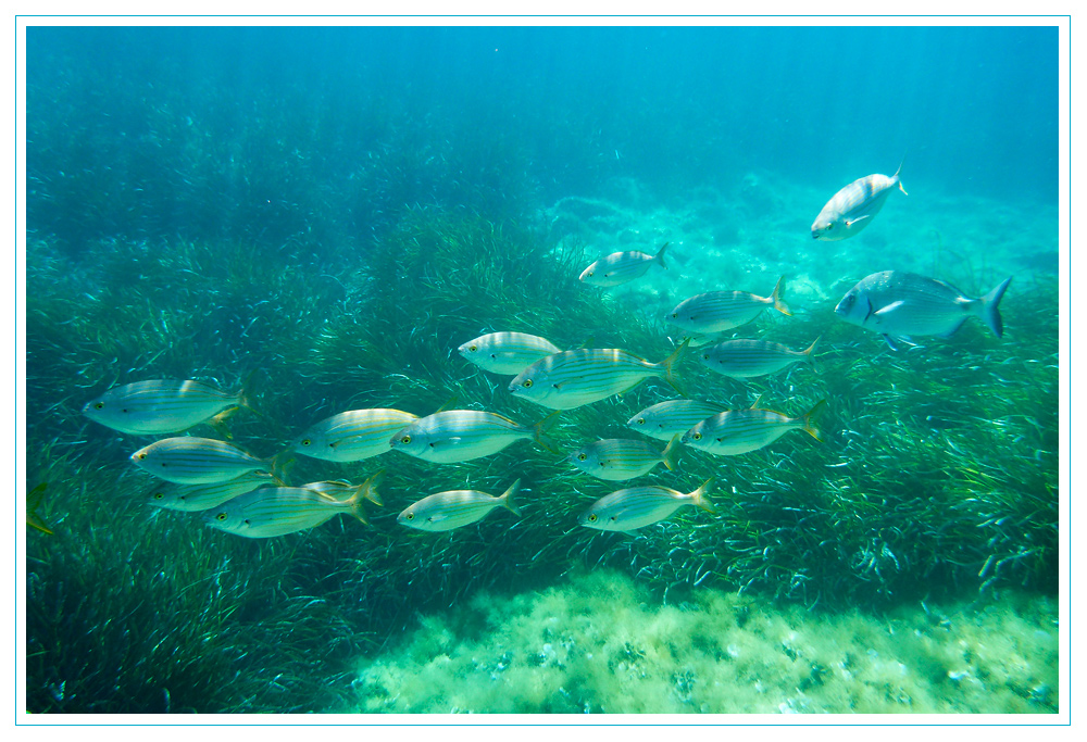 Goldstriemen in Port Cros