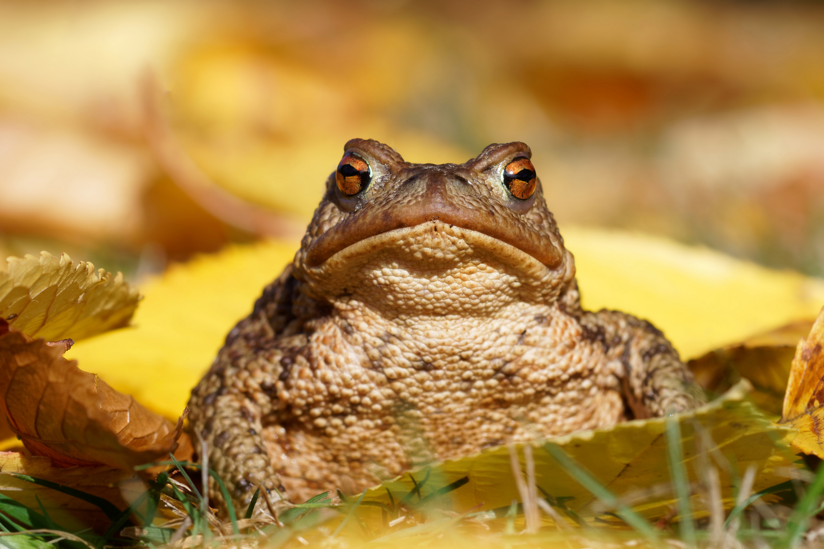 Goldstück...  Erdkröte, Bufo bufo 