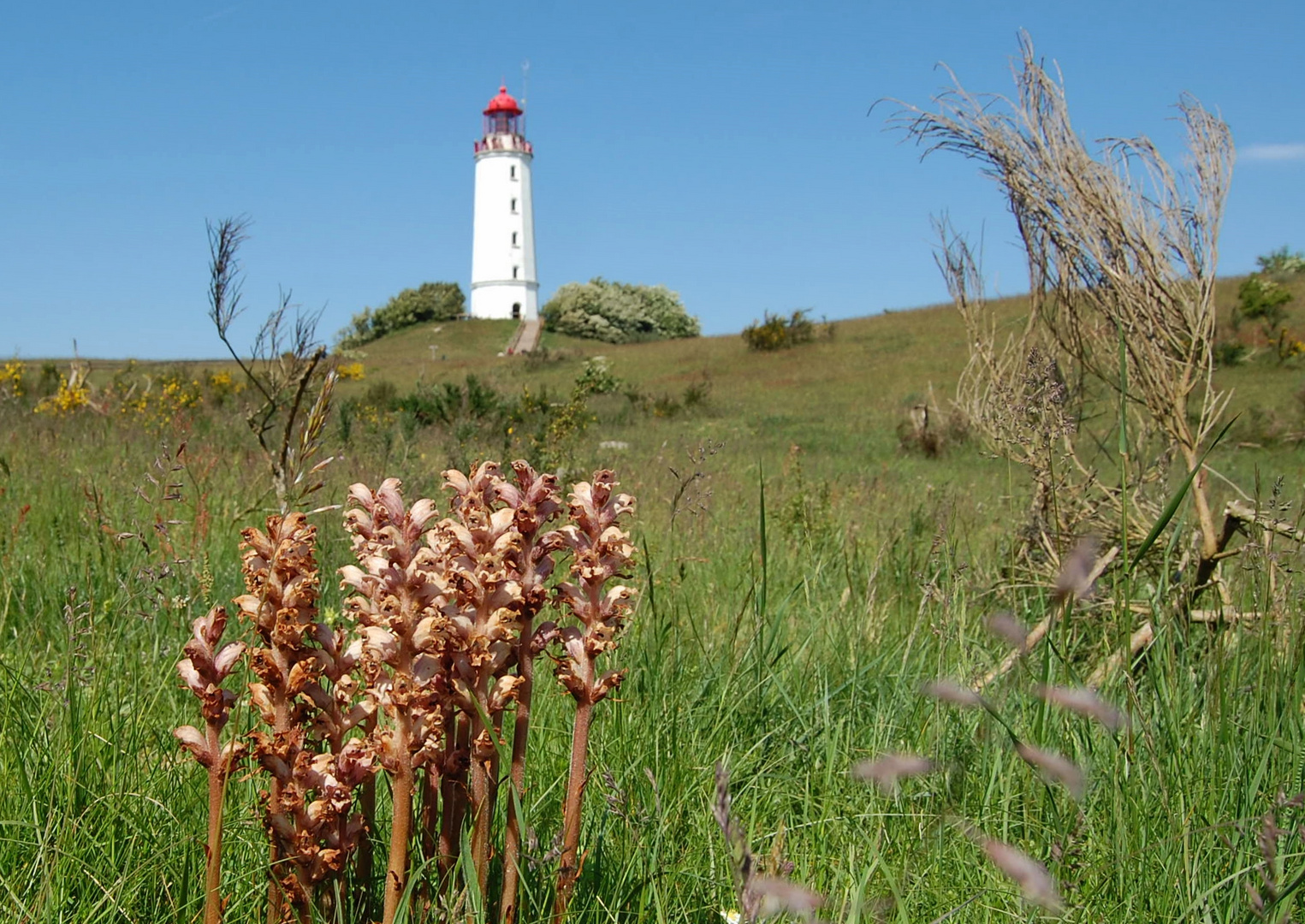 Goldstück Hiddensee