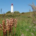 Goldstück Hiddensee