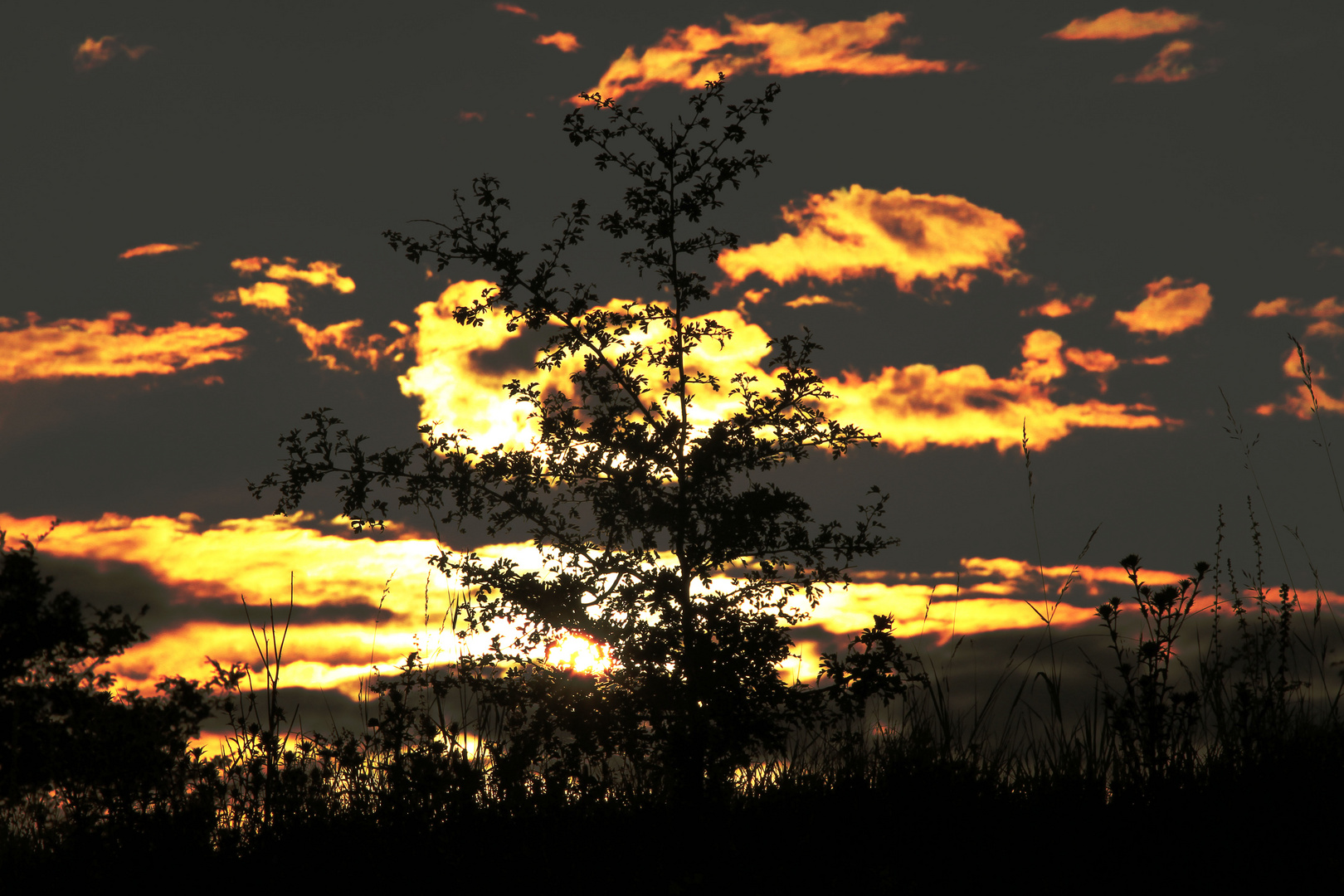 Goldstücke am Abendhimmel