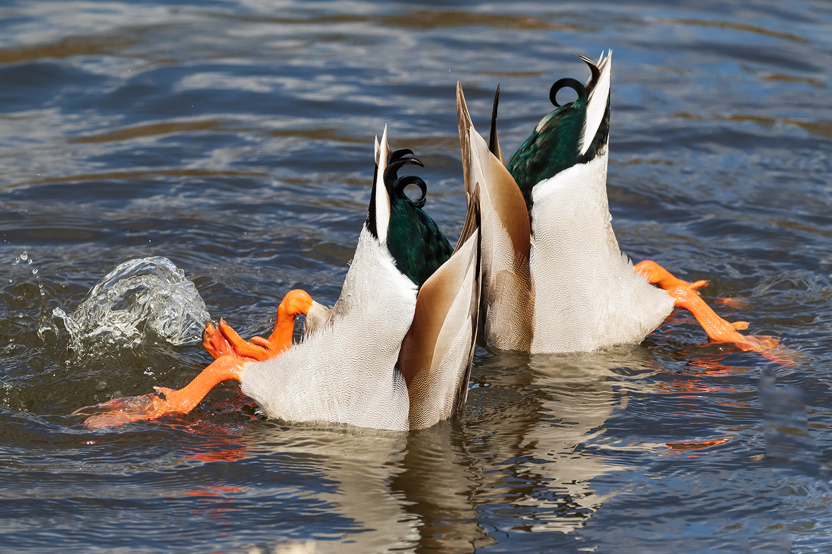 Goldsuche am Aueweiher