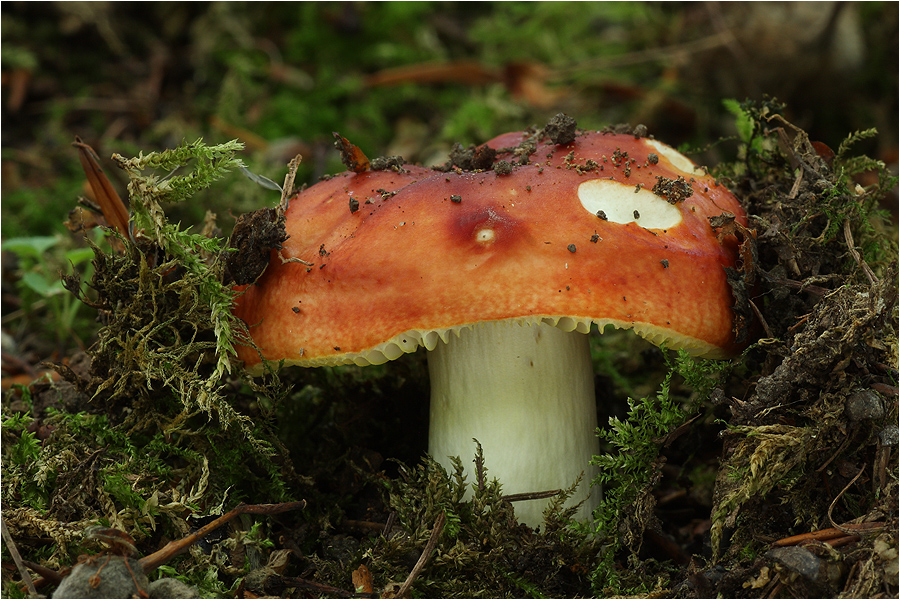 Goldtäubling (Russula aurea)