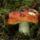 Goldtäubling (Russula aurea)