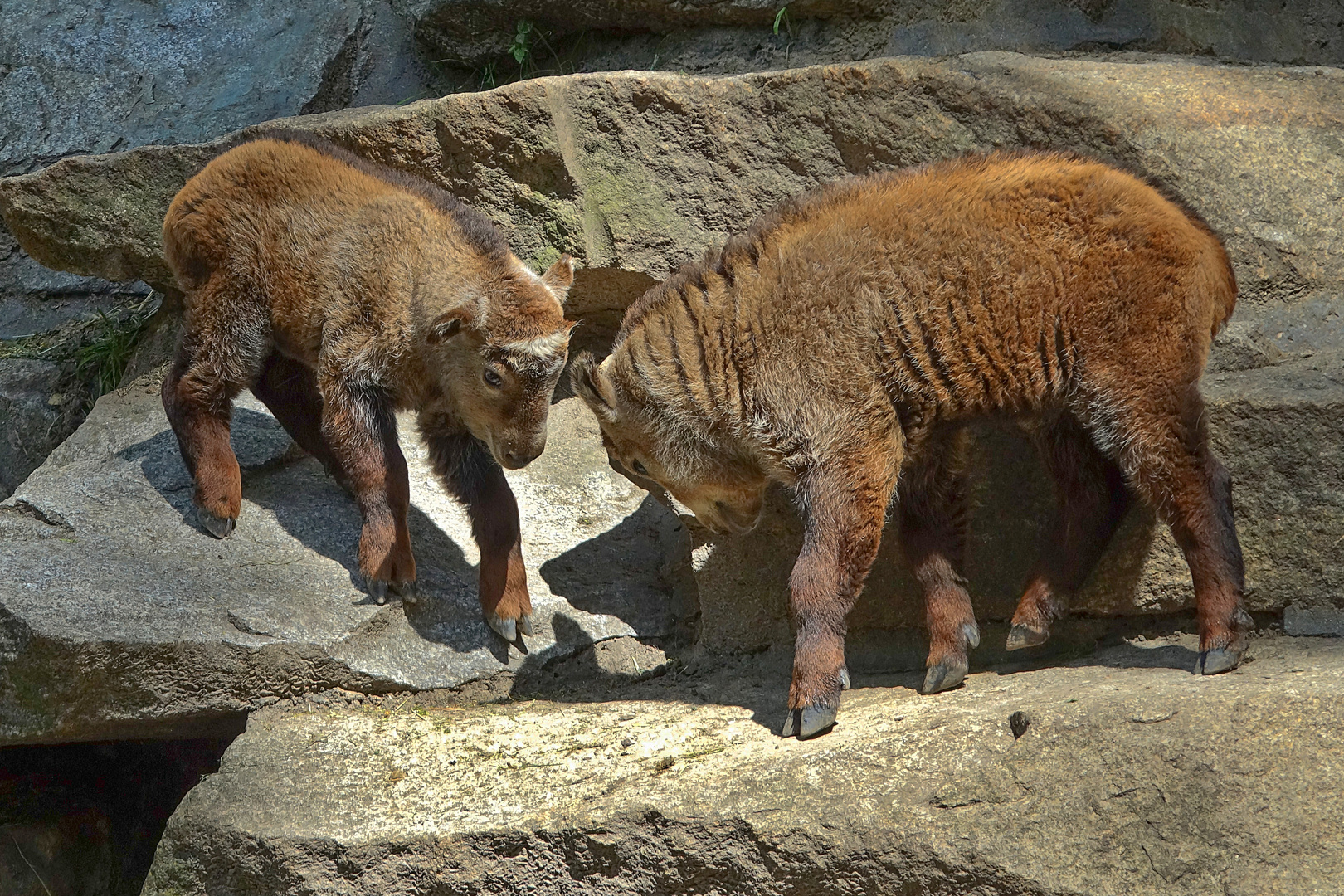 Goldtakin-Nachwuchs