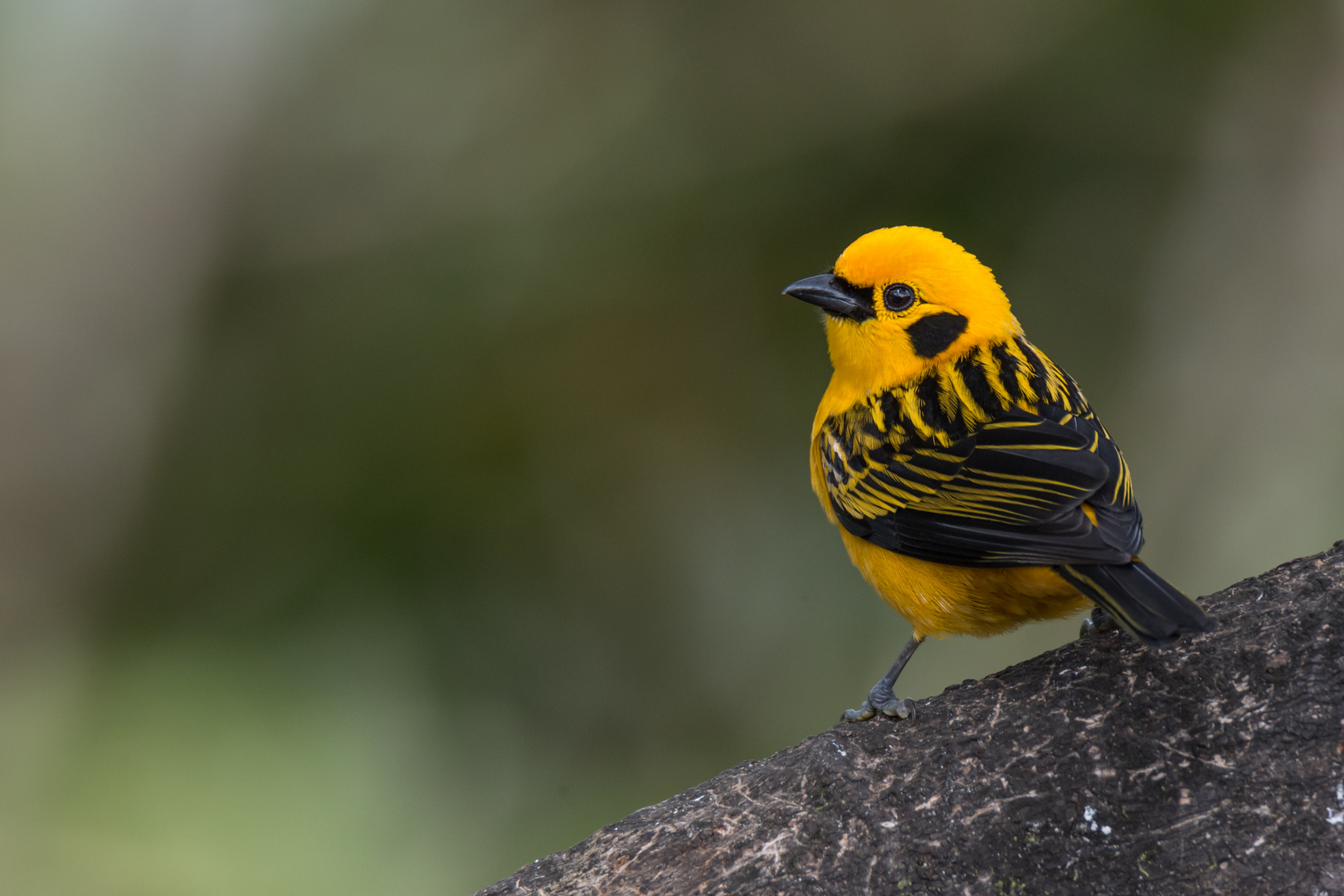 Goldtangare (Tangara arthus), Tandayapa , Ecuador