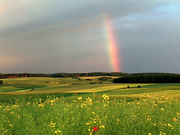 Goldtopfwetter