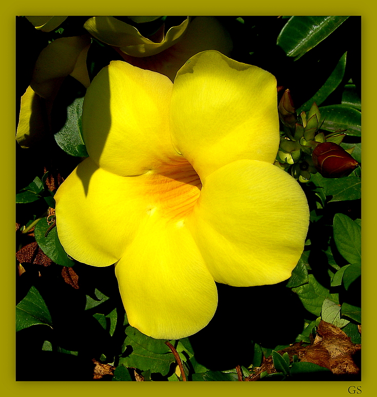 Goldtrompete (Allamanda cathartica)