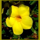 Goldtrompete (Allamanda cathartica)