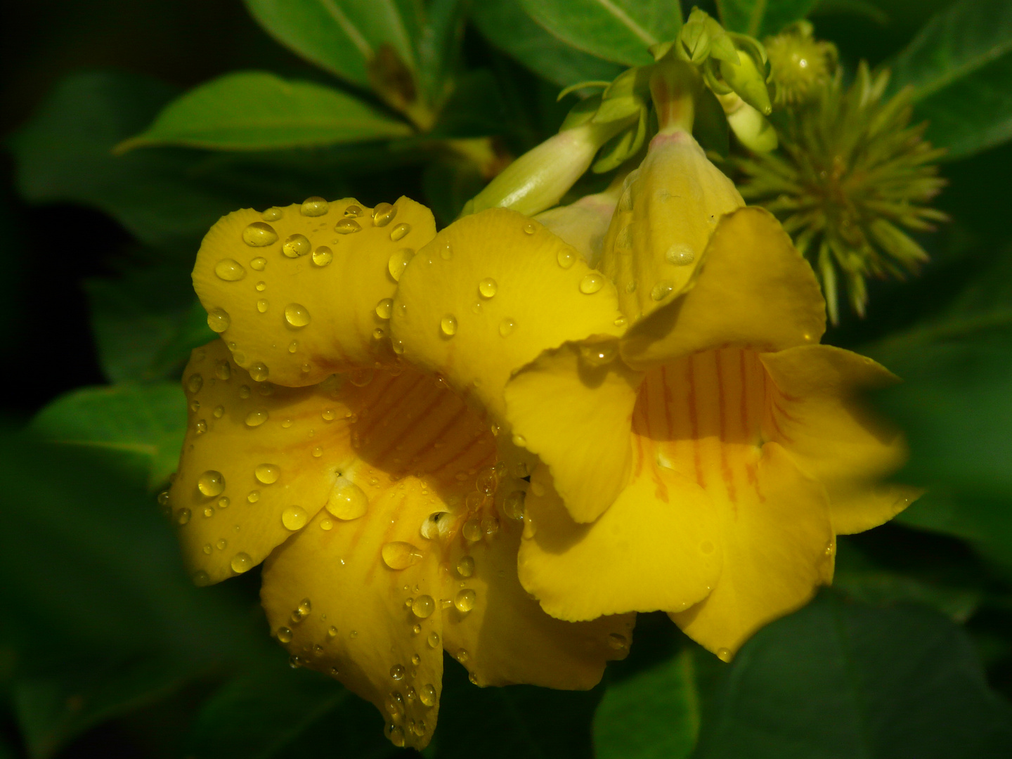 Goldtrompete - Allamanda cathartica