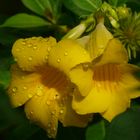 Goldtrompete - Allamanda cathartica