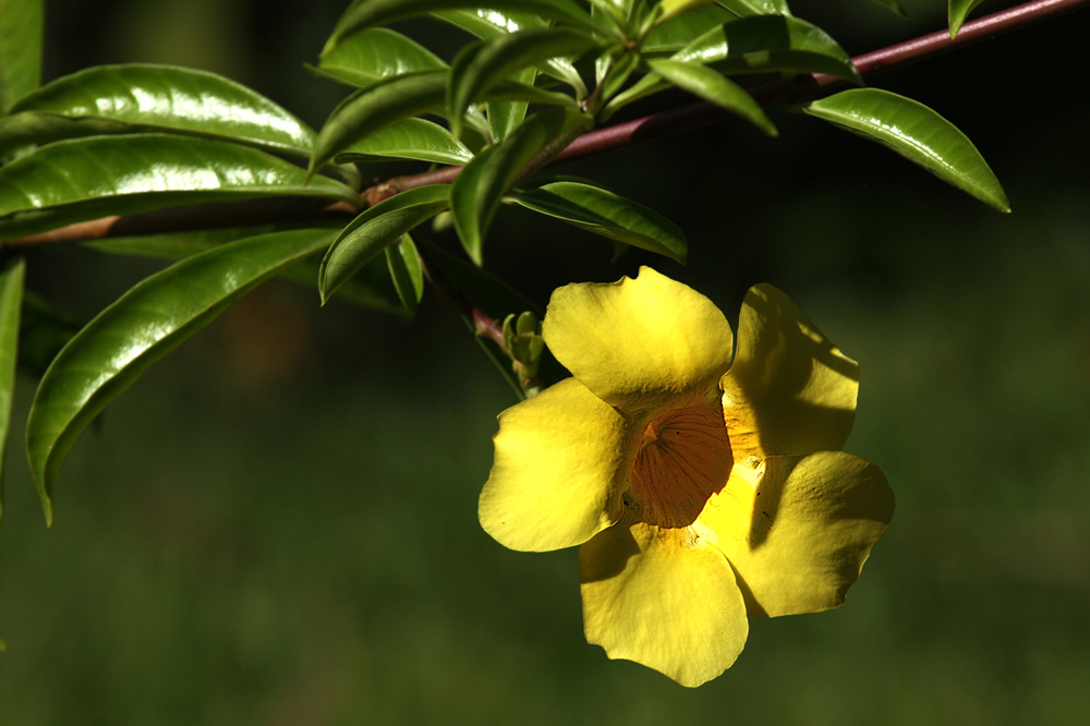 Goldtrompete in Costa Rica