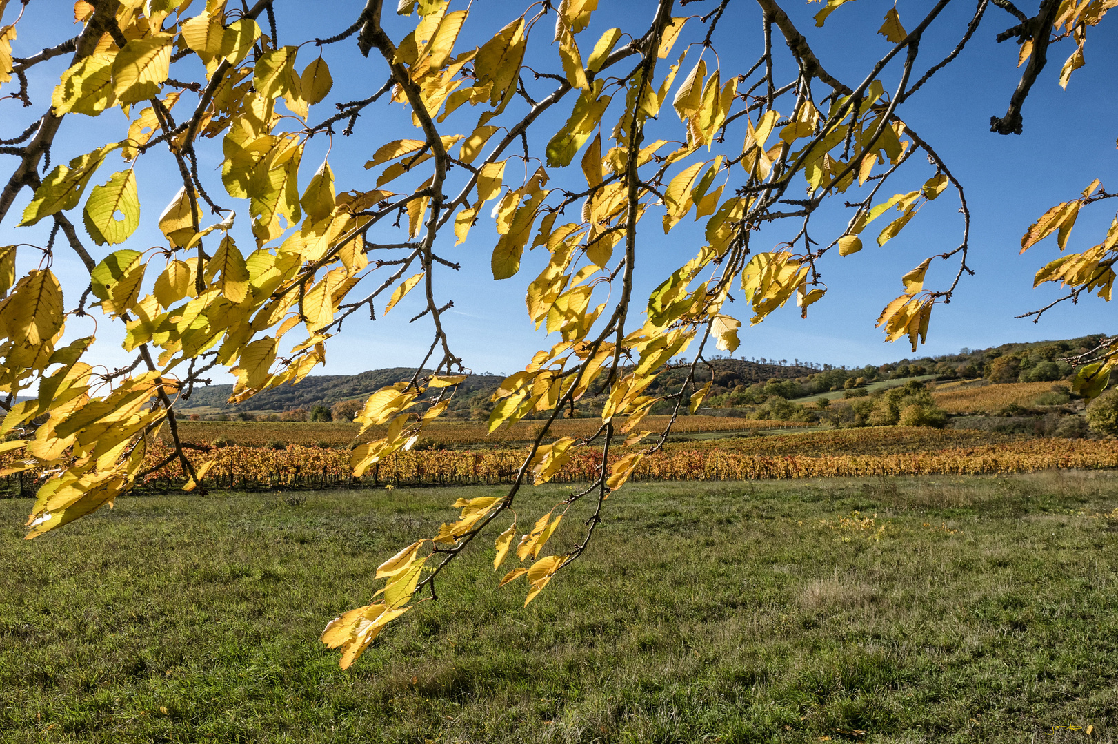 goldverhangen