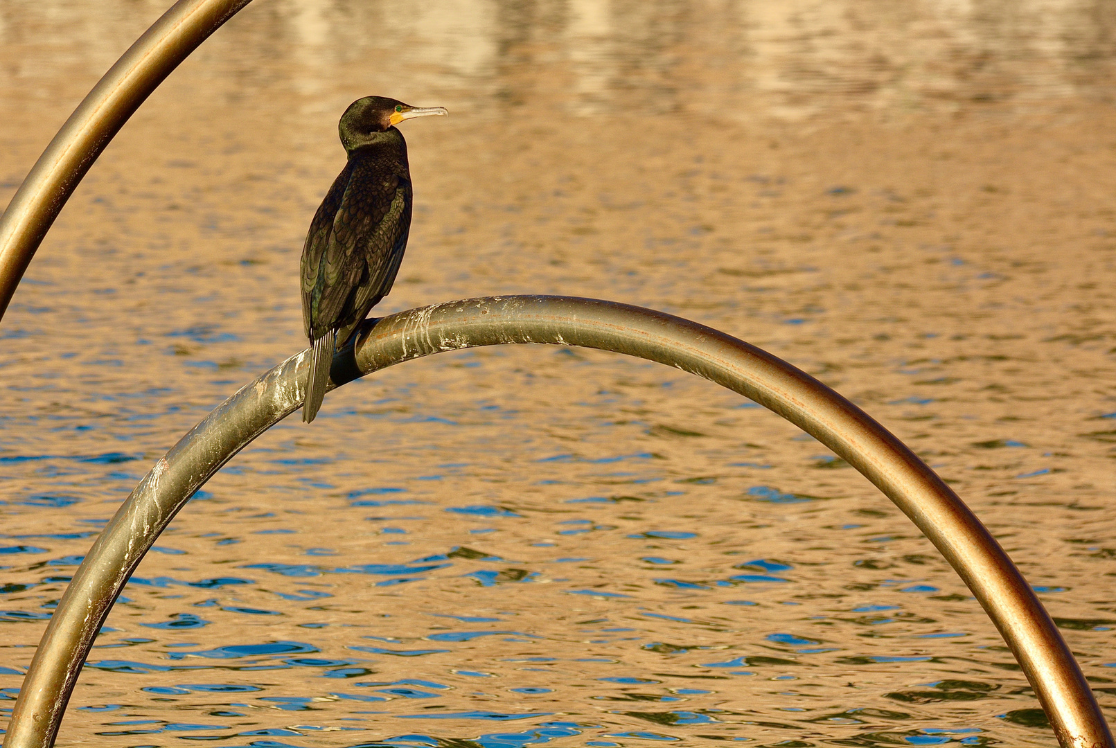 Goldvogel Eckenreiter