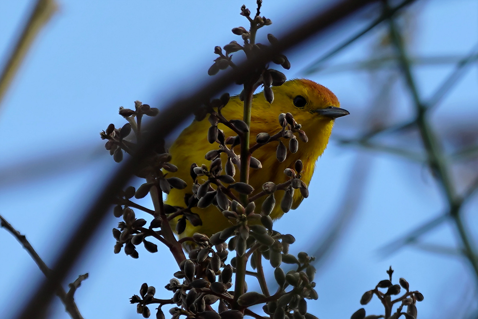 Goldwaldsänger Männchen