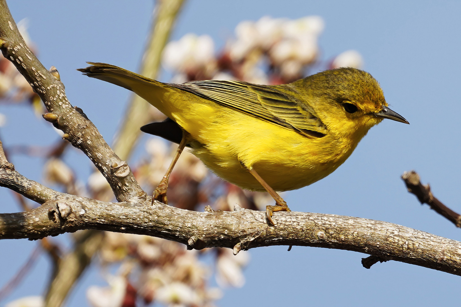 Goldwaldsänger Weibchen