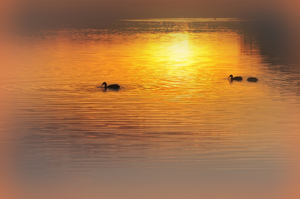 "Goldwasser" im Rangsdorfer See.....