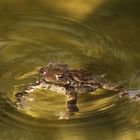 Goldwasserkönig