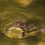 Goldwasserkönig