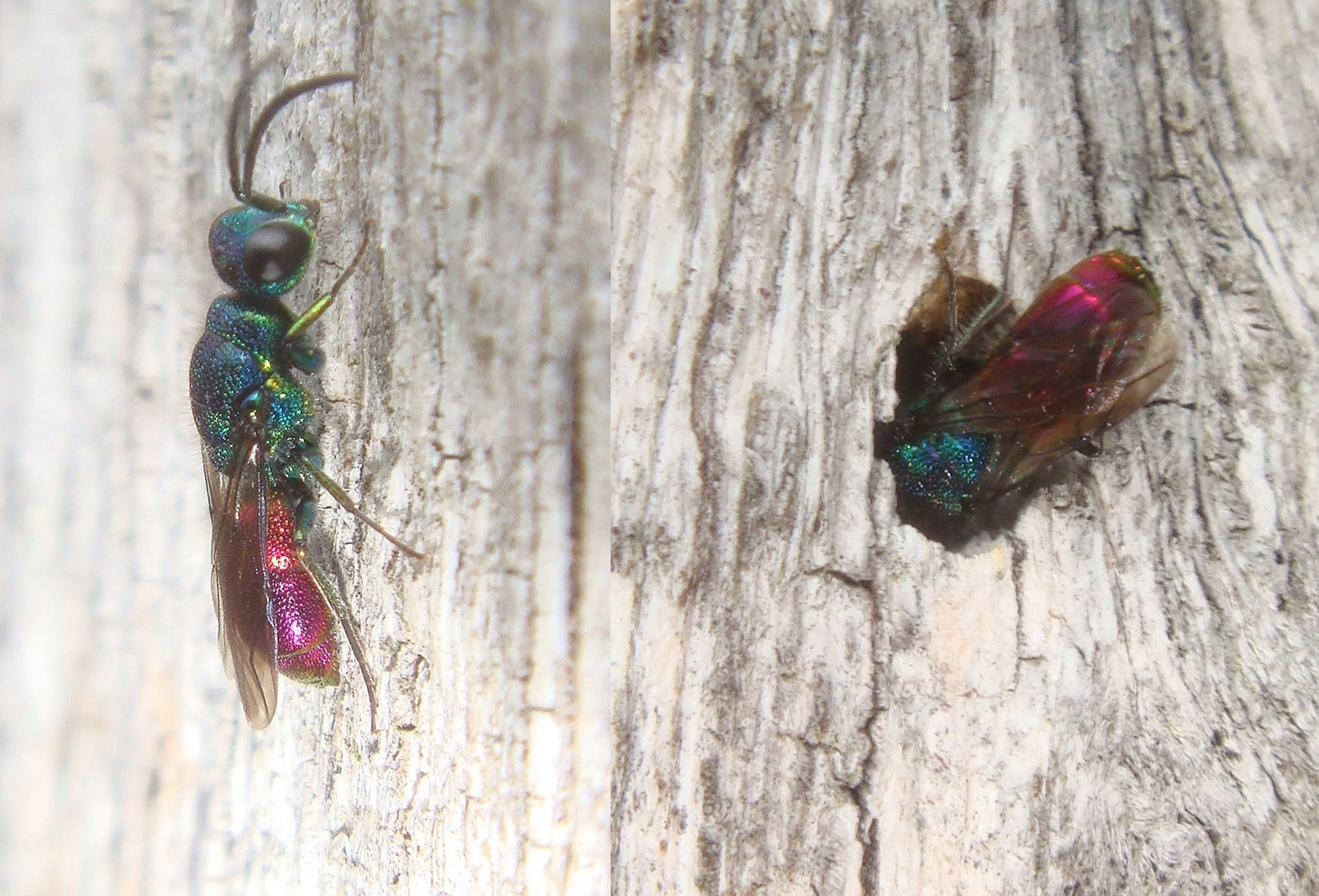 Goldwespe 2 (verm. Chrysis fulgida)