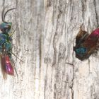 Goldwespe 2 (verm. Chrysis fulgida)