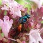 Goldwespe auf blühendem Oregano