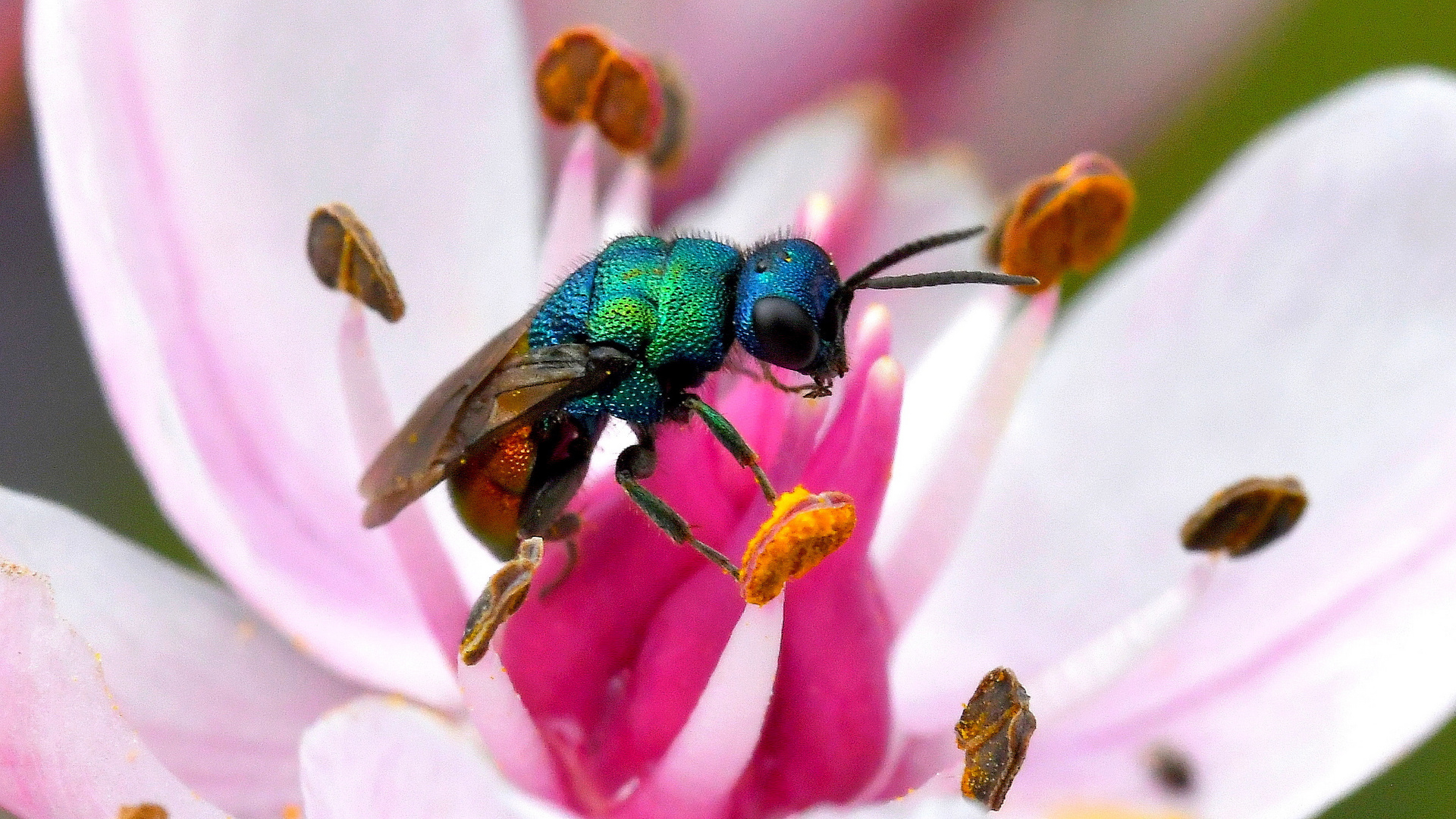 Goldwespe auf Blumenbinse