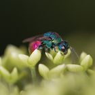 Goldwespe auf Hortensienblüte