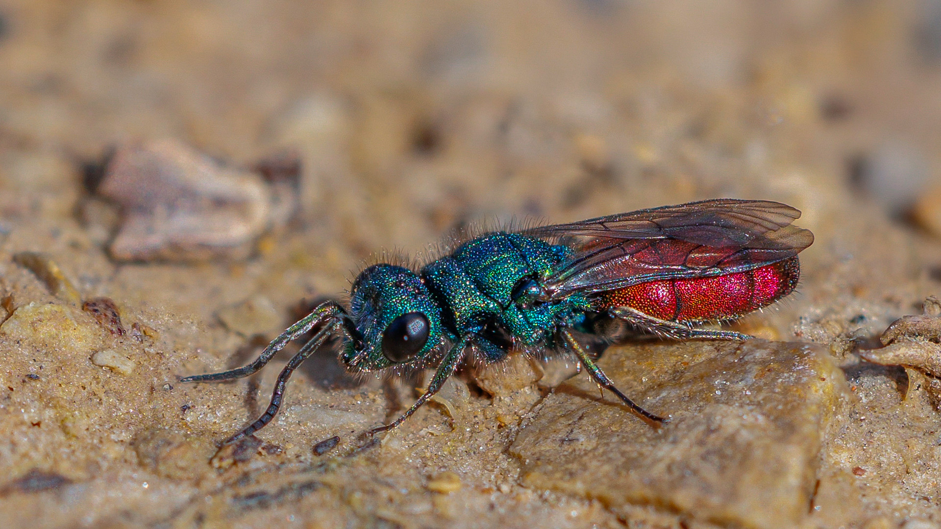 Goldwespe (Chrysididae)