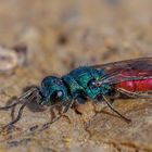 Goldwespe (Chrysididae)