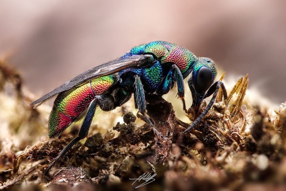 Goldwespe (Chrysididae)