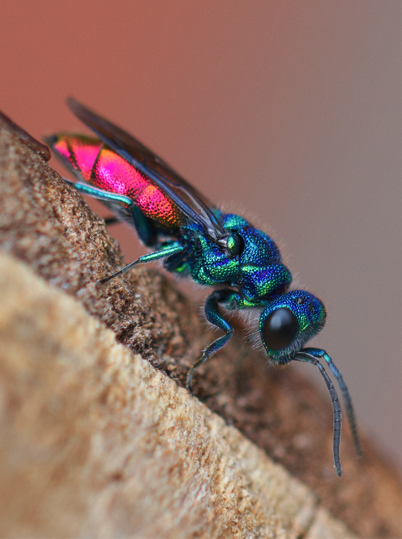 Goldwespe (Chrysis austriaca)