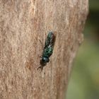 Goldwespe Chrysis fasciata