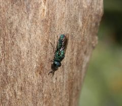 Goldwespe Chrysis fasciata